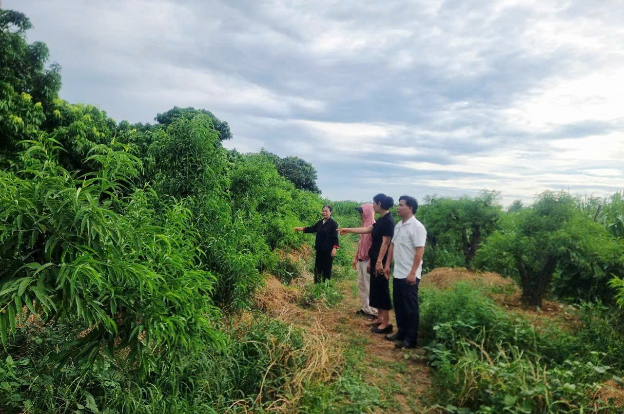 Ban đại diện Hội đồng quản trị Ngân hàng Chính sách xã hội (HĐQT NHCSXH) phường Phố Hiến thực hiện kiểm tra hoạt động quản lý nguồn vốn tín dụng chính sách tại tổ dân phố An Bình